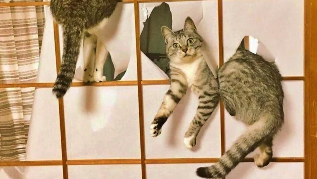Делают, что захотят: смешные животные, которых сфотографировали в самый лучший момент