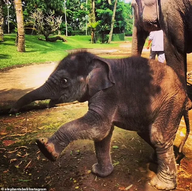 Слони також страждають через відсутність туристів