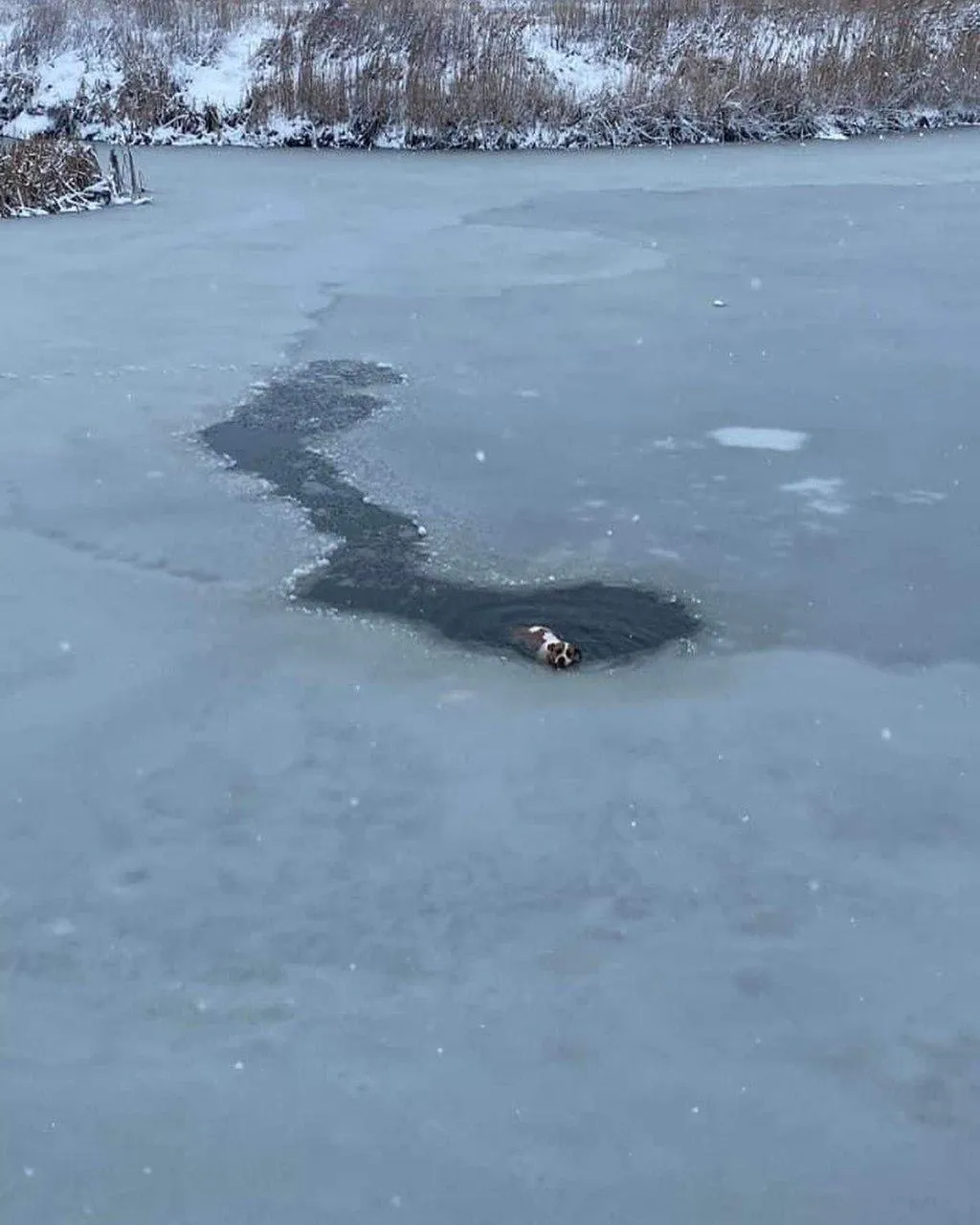 Ризикнув життям: на Львівщині чоловік врятував пса, який провалився під лід