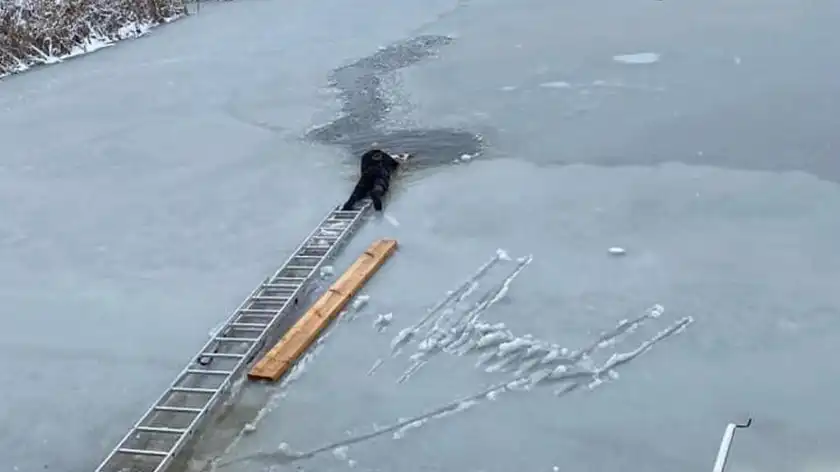 Рискнул собственной жизнью: на Львовщине мужчина спас пса, который провалился под лед
