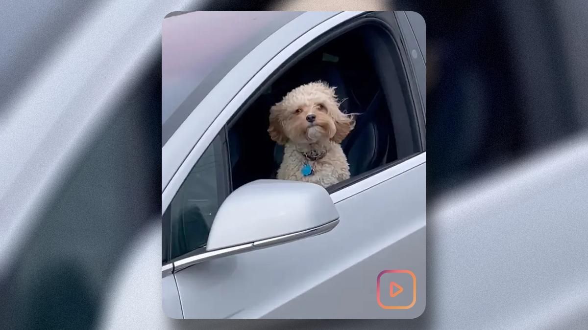Блогеры ради хайпа тестируют автопилот Tesla на собаках: видео