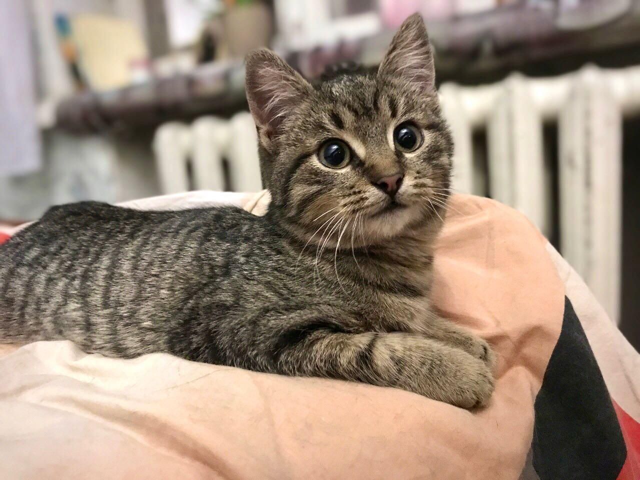 Тіна з метрополітену: у Харкові врятували кошеня, яке весь день бігало рейками - Новини Харків - Харків Тіна з метрополітену: у Харкові врятували кошеня, яке весь день бігало рейками - Новини Харків - Харків