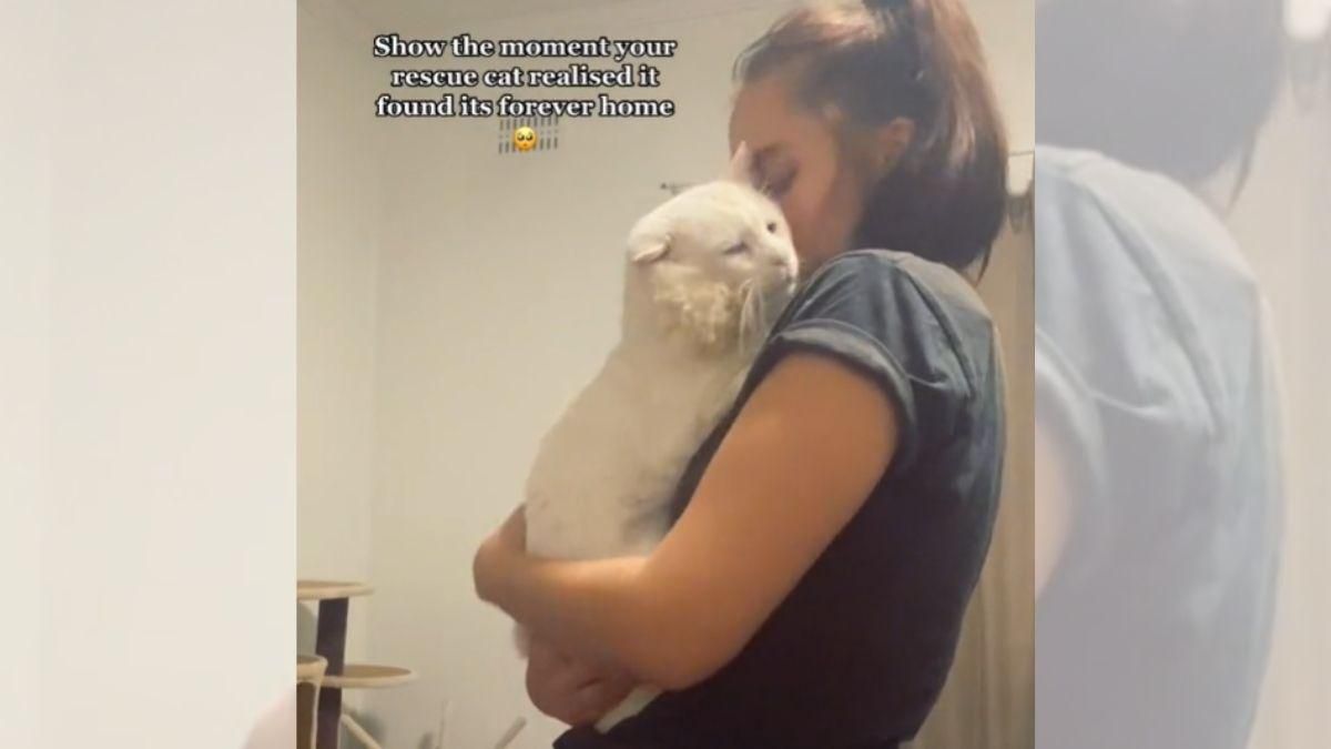 Некрасивий білий кіт, якого забрали додому, не вірить своєму щастю: щемливе відео
