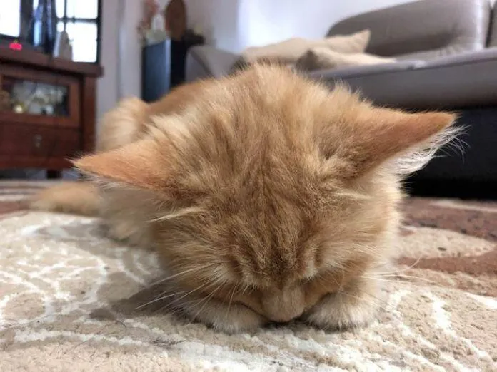 Милые животные, которые спят где угодно Милые животные, которые спят где угодно