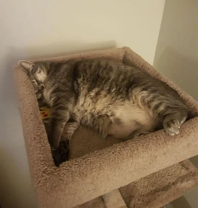 Милые животные, которые спят где угодно Милые животные, которые спят где угодно