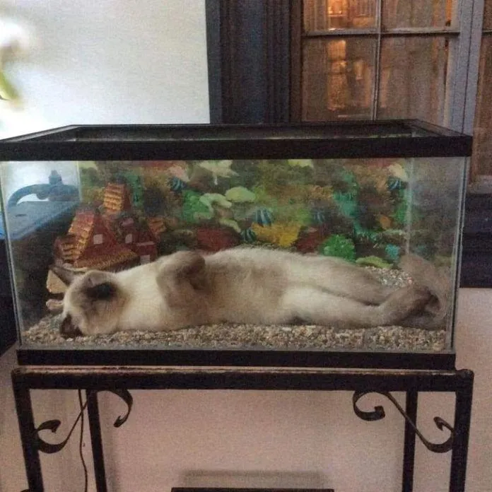 Милые животные, которые спят где угодно Милые животные, которые спят где угодно