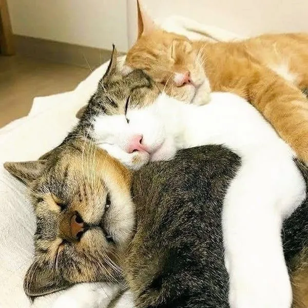 Милые животные, которые спят где угодно Милые животные, которые спят где угодно