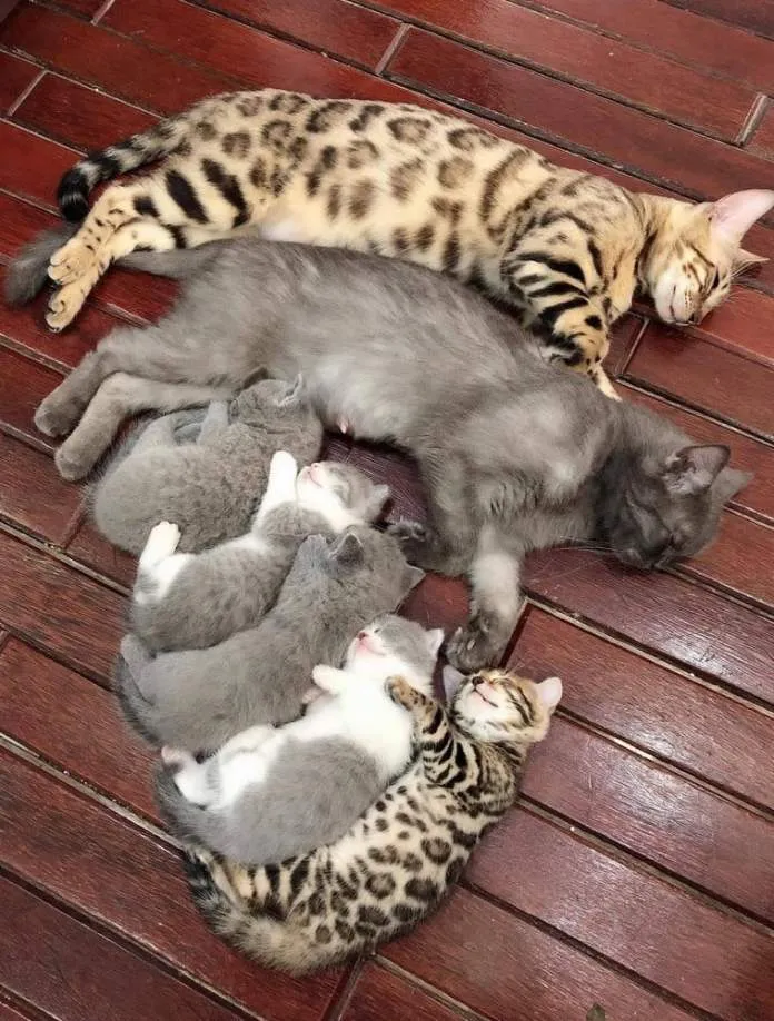 Милые животные, которые спят где угодно Милые животные, которые спят где угодно
