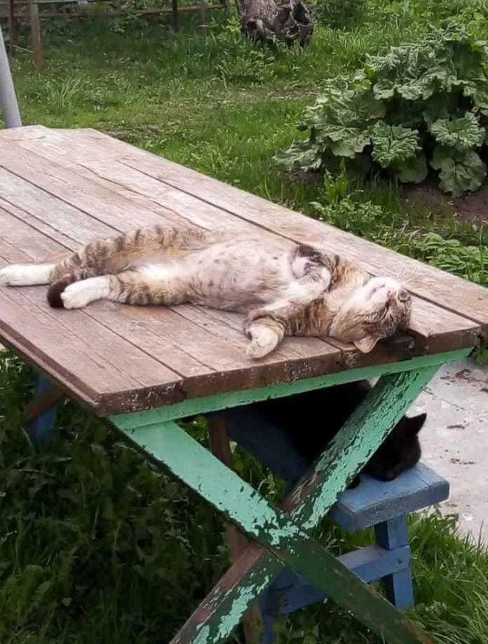 Милые животные, которые спят где угодно Милые животные, которые спят где угодно