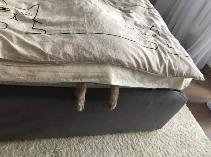 Милые животные, которые спят где угодно Милые животные, которые спят где угодно