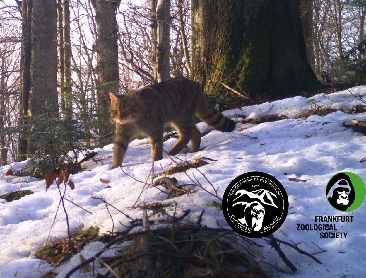Пушистый охотник: в "Сколевских Бескидах" заметили краснокнижного кота – удивительные фото