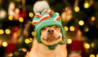 Лучший подарок: хозяин забавно заворачивает послушного песика в подарочную обертку