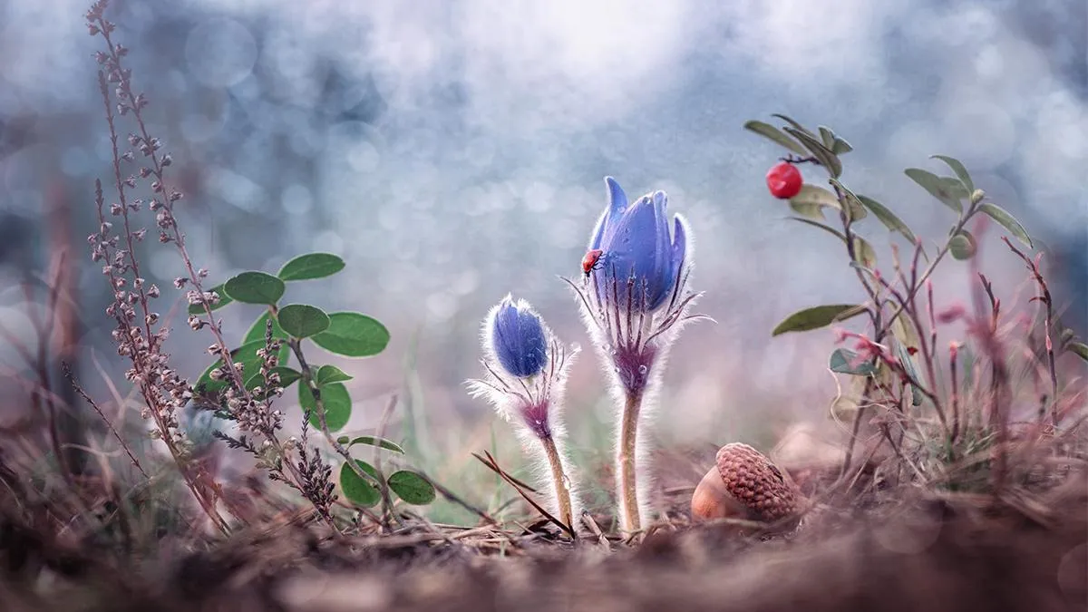 Чорний Олександр Чорний Олександр