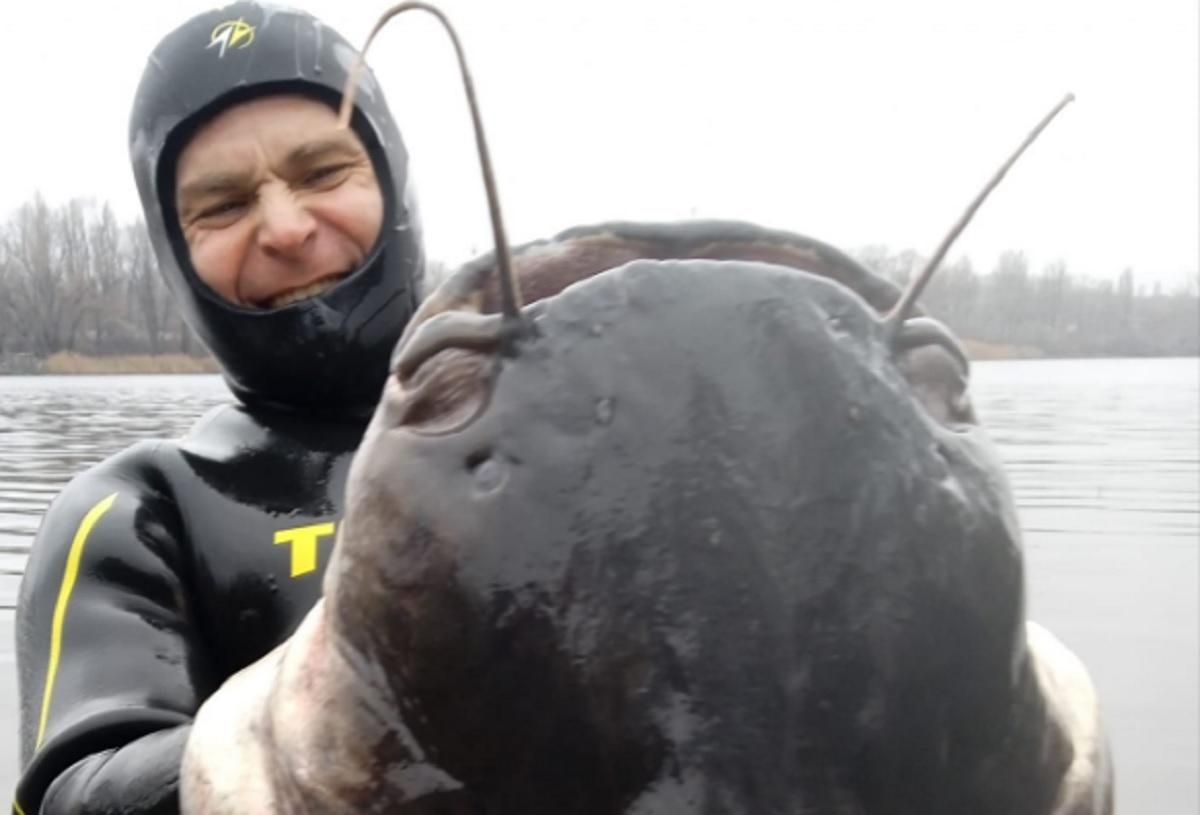 В Днепре мужчина поймал гигантского сома весом 50 килограммов: невероятное фото В Днепре мужчина поймал гигантского сома весом 50 килограммов: невероятное фото