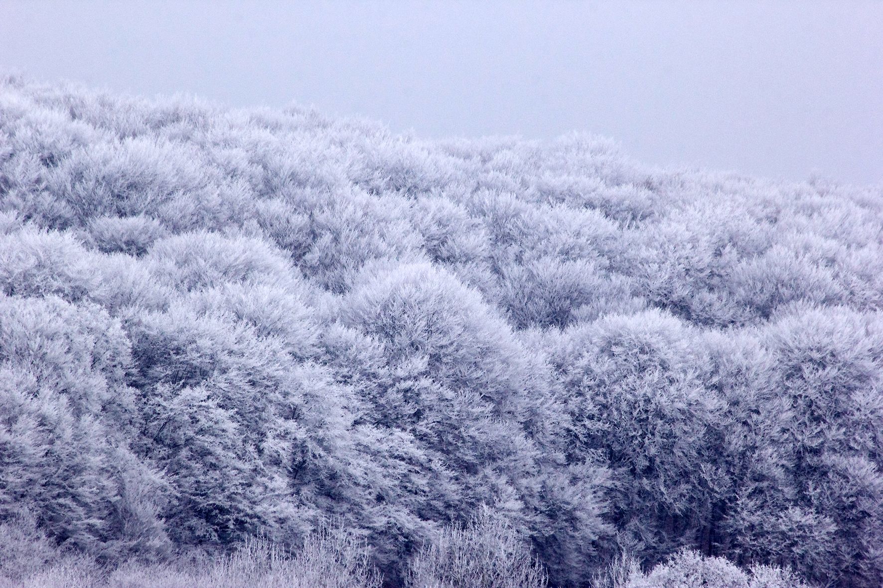 В Украине ударят 20-градусные морозы: синоптик назвал даты