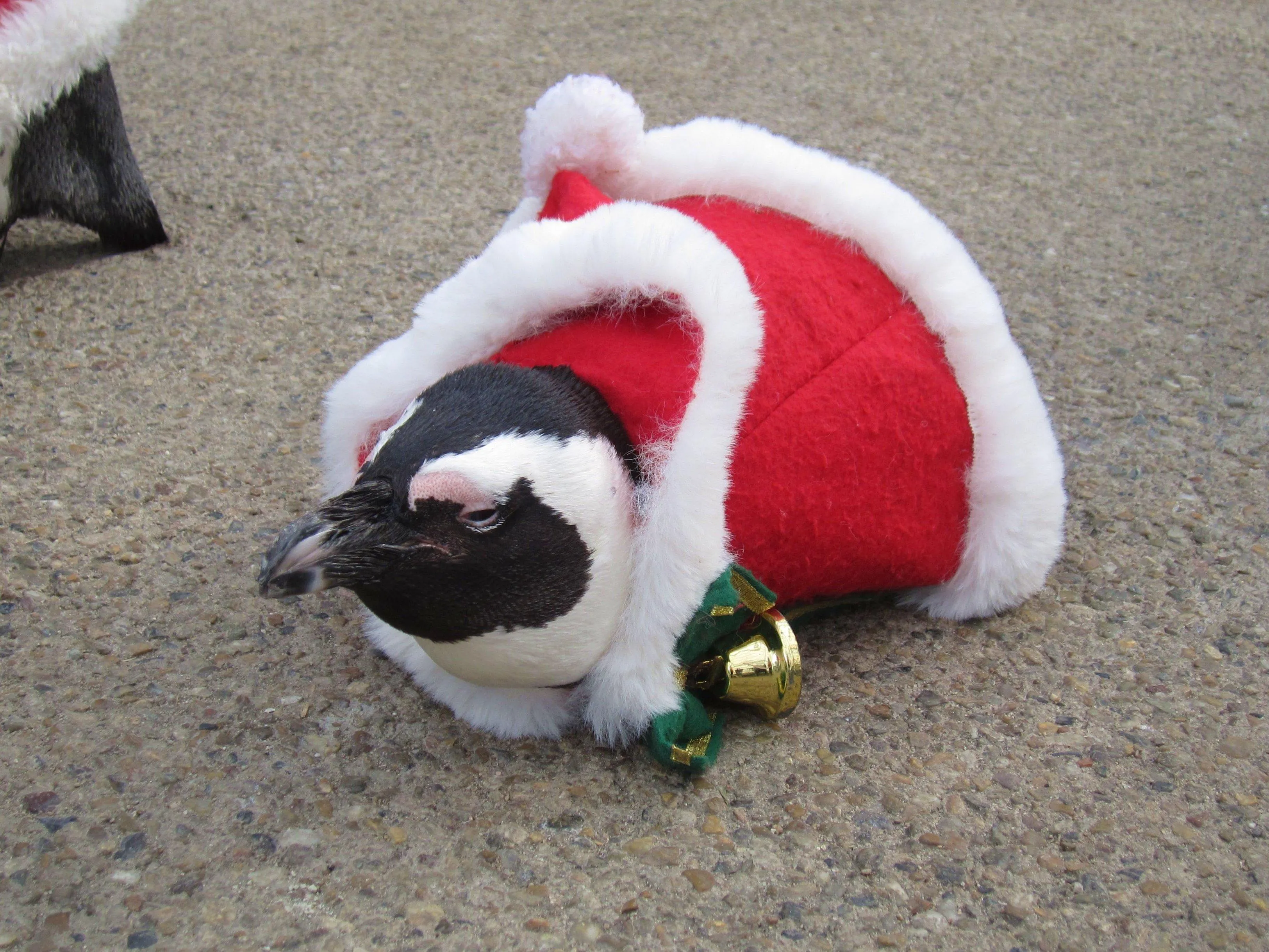 Пінгвін у костюмі Санти Пінгвін у костюмі Санти