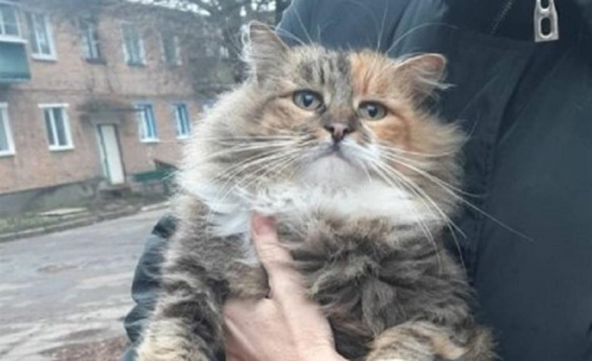 Під Харковом шкуродери вбили кішку і повісили на воротах церкви - Новини Харків - Харків Під Харковом шкуродери вбили кішку і повісили на воротах церкви - Новини Харків - Харків