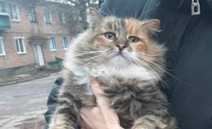 Під Харковом шкуродери вбили кішку і повісили на воротах церкви