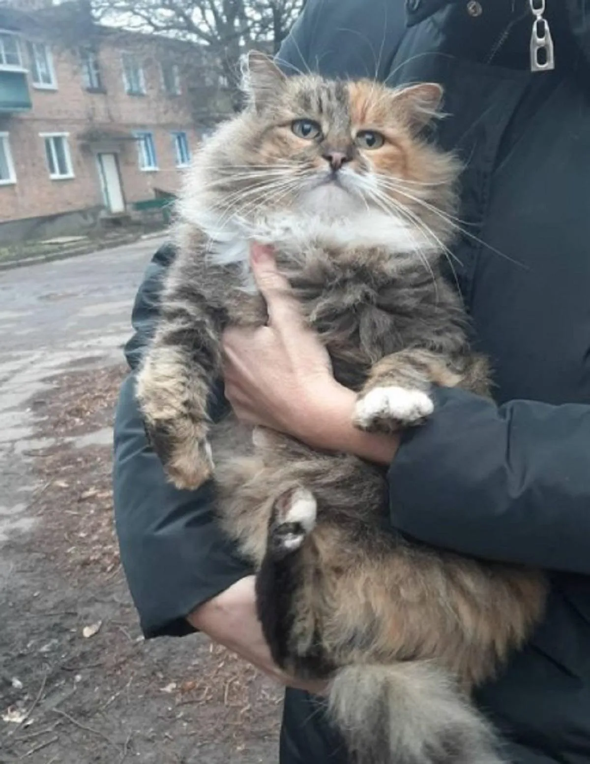 Під Харковом шкуродери вбили кішку, Чугуїв, Чкалівське, волонтери Під Харковом шкуродери вбили кішку, Чугуїв, Чкалівське, волонтери