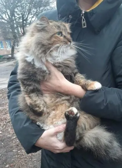 Під Харковом шкуродери вбили кішку, Чугуїв, Чкалівське, волонтери Під Харковом шкуродери вбили кішку, Чугуїв, Чкалівське, волонтери