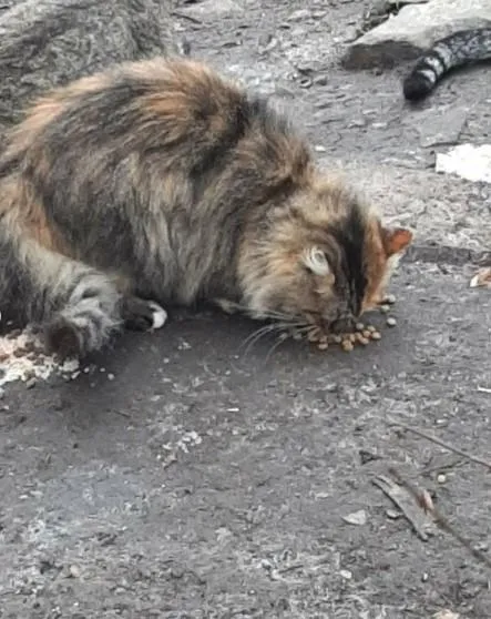 Під Харковом шкуродери вбили кішку, Чугуїв, Чкалівське, волонтери Під Харковом шкуродери вбили кішку, Чугуїв, Чкалівське, волонтери