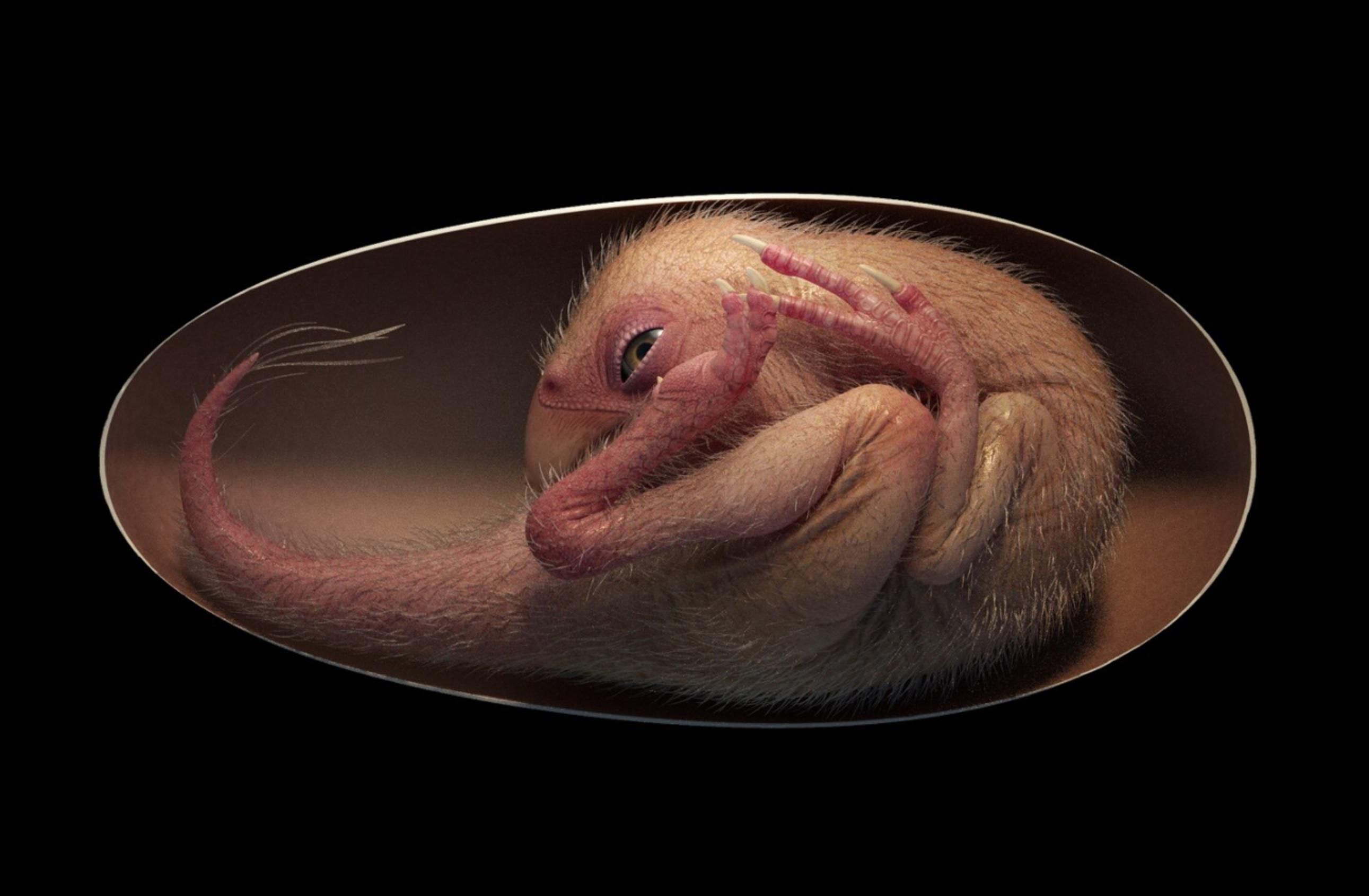 Удивительная окаменелость эмбриона окончательно доказала, что птицы – потомки динозавров Удивительная окаменелость эмбриона окончательно доказала, что птицы – потомки динозавров