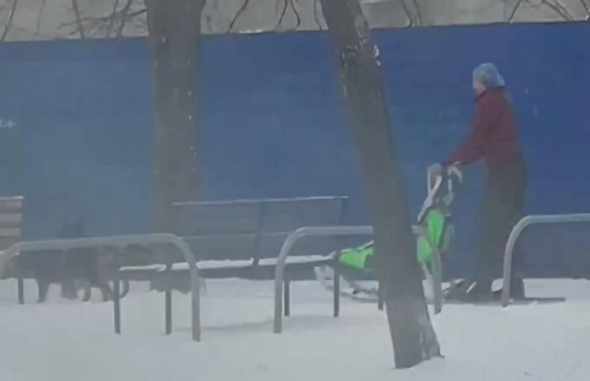 У Харкові жінка запрягла собак у санки та проїхалася засніженими вулицями - Новини Харків - Харків У Харкові жінка запрягла собак у санки та проїхалася засніженими вулицями - Новини Харків - Харків
