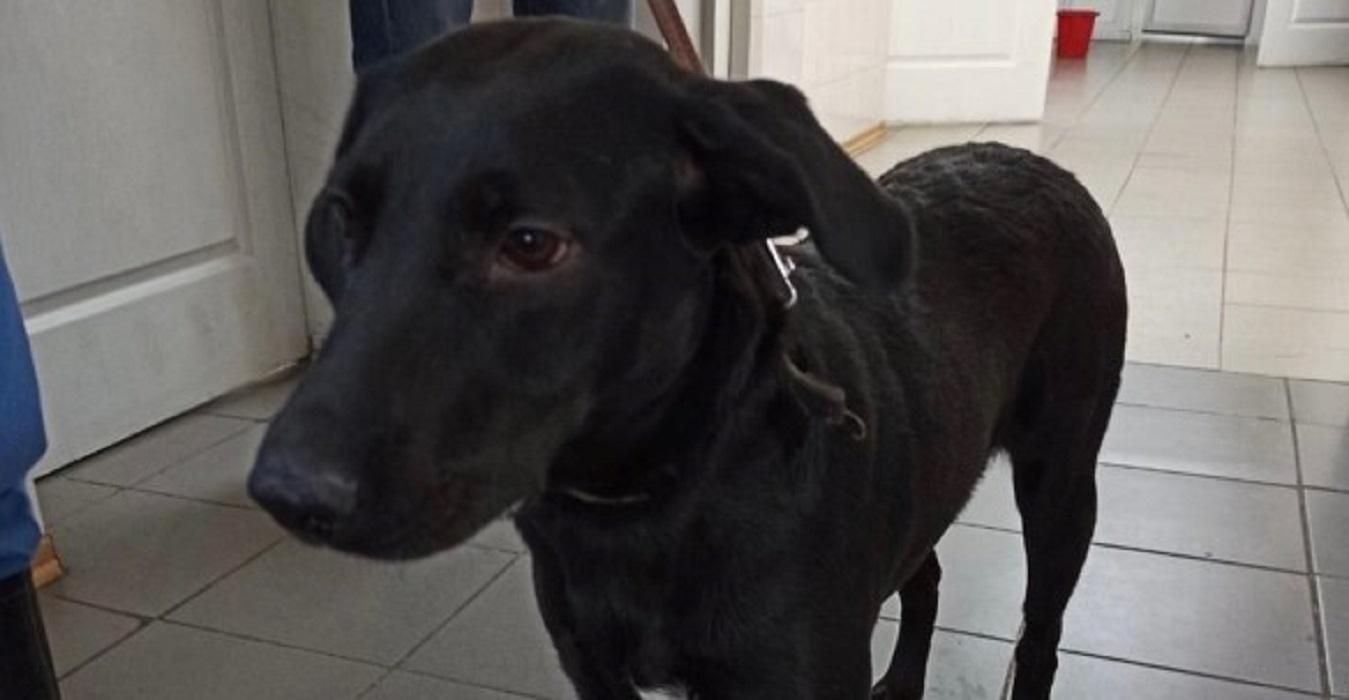 Простояв прив'язаним кілька годин: у Києві рятують собаку, якого покинув на морозі господар - Новини Києва - Київ Простояв прив'язаним кілька годин: у Києві рятують собаку, якого покинув на морозі господар - Новини Києва - Київ