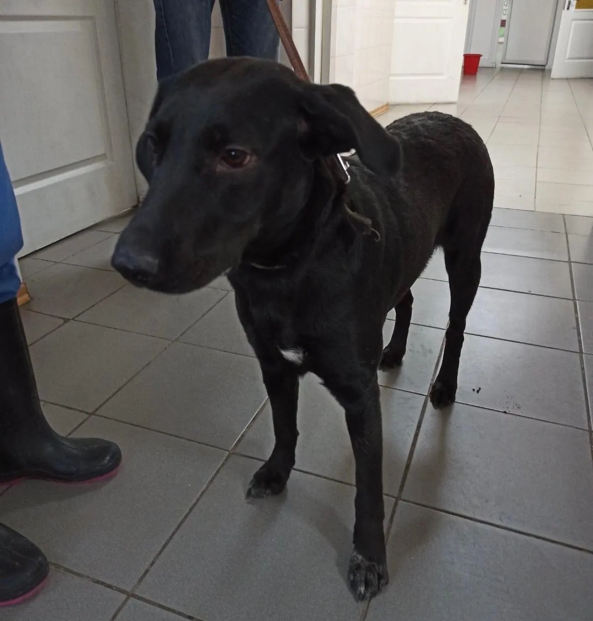 У Києві на проспекті Бандери знайшли покинутого собаку, господар прив'язав його на морозі У Києві на проспекті Бандери знайшли покинутого собаку, господар прив'язав його на морозі