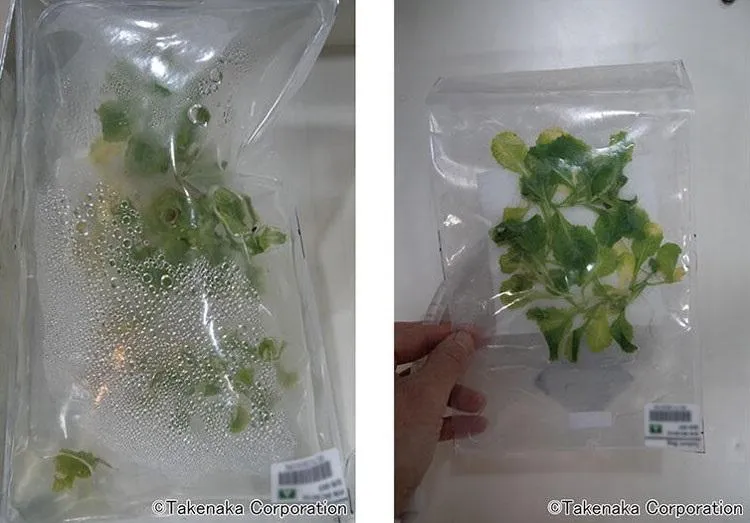 Салат Салат