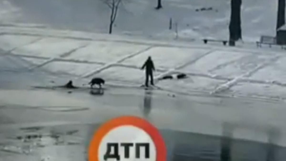 В Киеве ребенок и собака спасали друг друга после падения под лед: жуткое видео