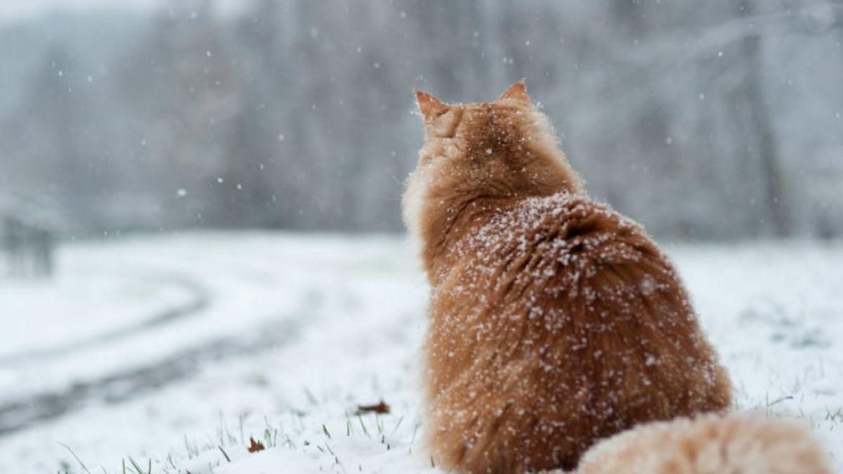 Погода на 24 декабря 2021 в Украине: что прогнозируют синоптики Погода на 24 декабря 2021 в Украине: что прогнозируют синоптики