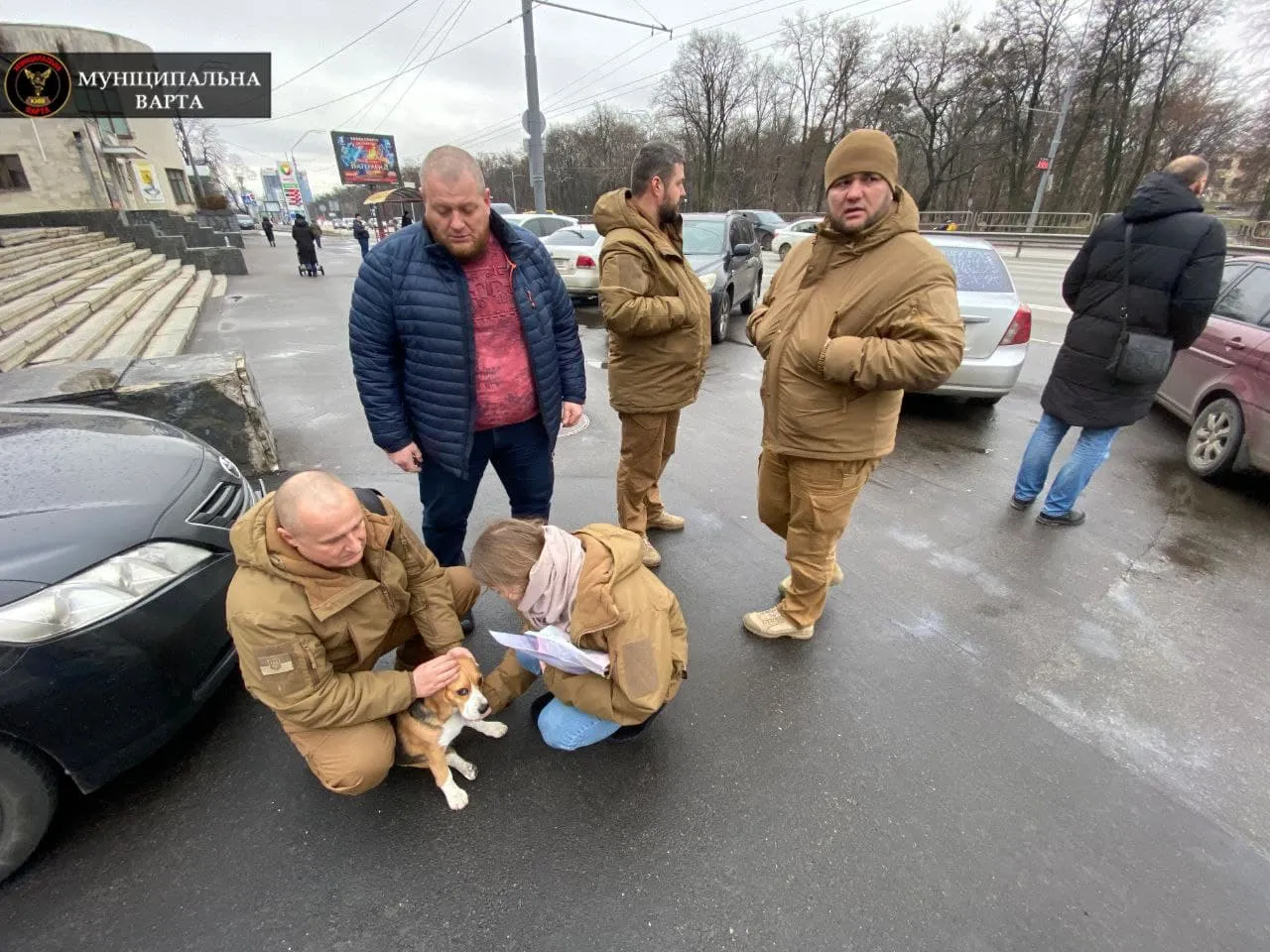збиття собаки машиною у Києві