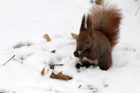 Часть регионов засыплет снегом: прогноз погоды на 27 декабря