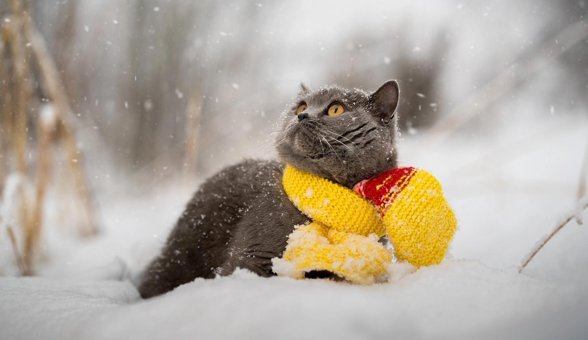 Погода на 28 грудня 2021 в Україні: що прогнозують синоптики Погода на 28 грудня 2021 в Україні: що прогнозують синоптики