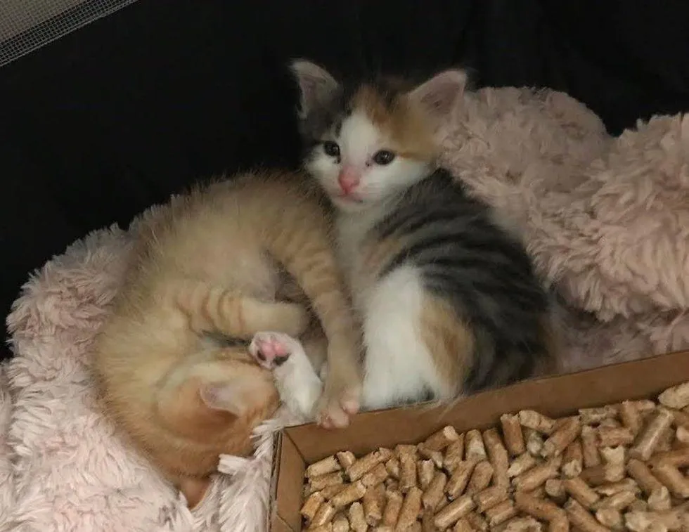 Котята считают себя братьями Котята считают себя братьями