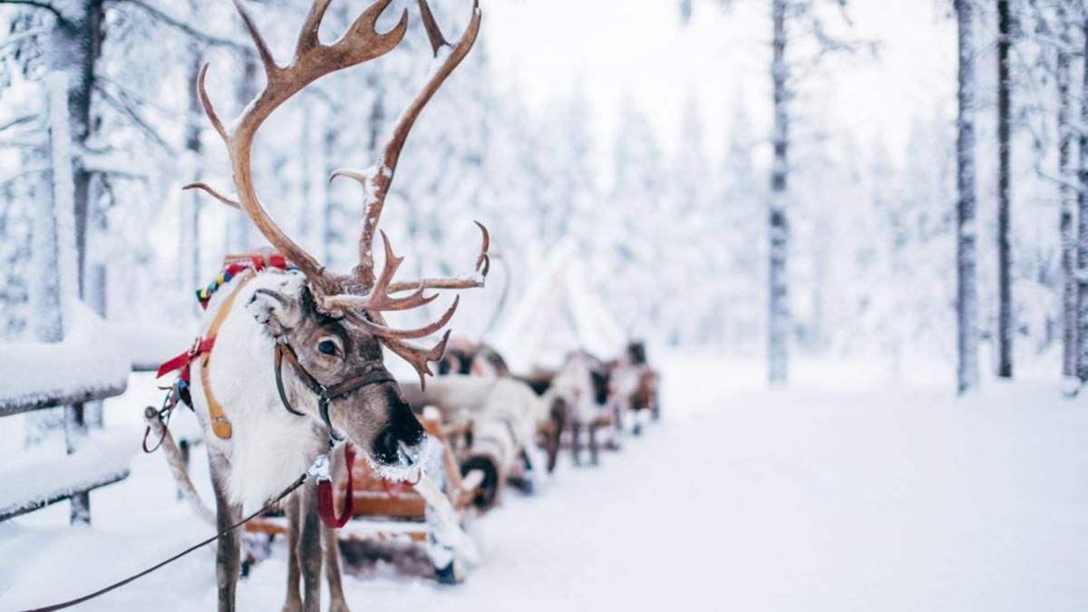 Санта Клаус вже пролетів на оленях над Україною, – Flightradar - Україна новини - 24 Канал