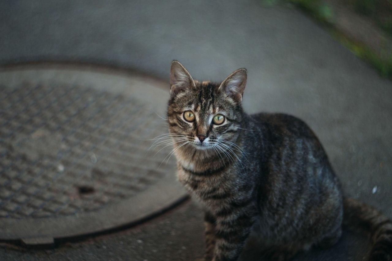 Була ногами та сміялася: у Харкові нетвереза школярка грала котом у футбол - Україна новини - 24 Канал Була ногами та сміялася: у Харкові нетвереза школярка грала котом у футбол - Україна новини - 24 Канал