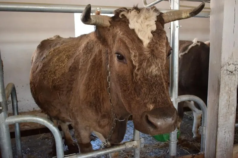 сімейна молочна ферма сімейна молочна ферма