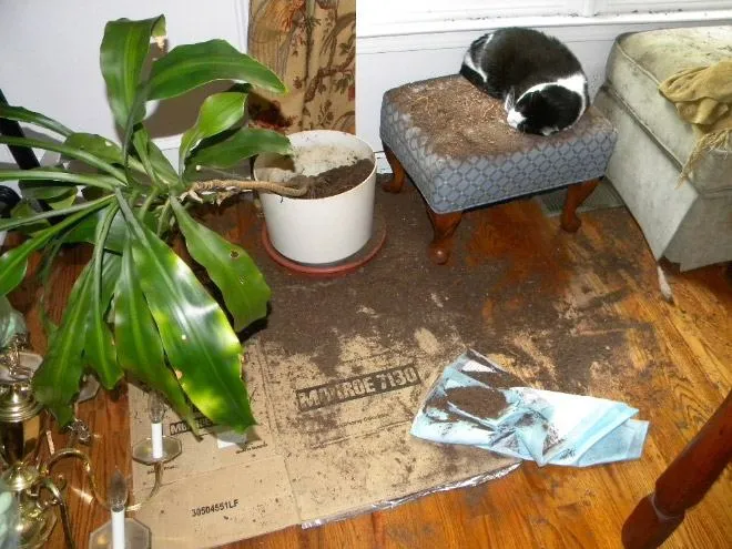 А хто це зробив: добірка фотографій, на яких котики влаштували безлад і удають ніби ні при чому А хто це зробив: добірка фотографій, на яких котики влаштували безлад і удають ніби ні при чому