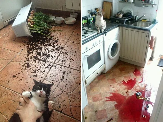 А хто це зробив: добірка фотографій, на яких котики влаштували безлад і удають ніби ні при чому А хто це зробив: добірка фотографій, на яких котики влаштували безлад і удають ніби ні при чому