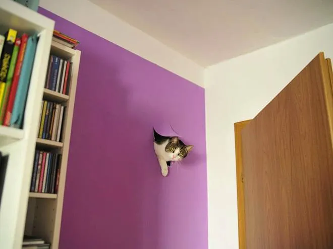 А хто це зробив: добірка фотографій, на яких котики влаштували безлад і удають ніби ні при чому А хто це зробив: добірка фотографій, на яких котики влаштували безлад і удають ніби ні при чому