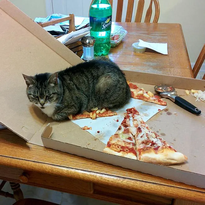 А хто це зробив: добірка фотографій, на яких котики влаштували безлад і удають ніби ні при чому А хто це зробив: добірка фотографій, на яких котики влаштували безлад і удають ніби ні при чому