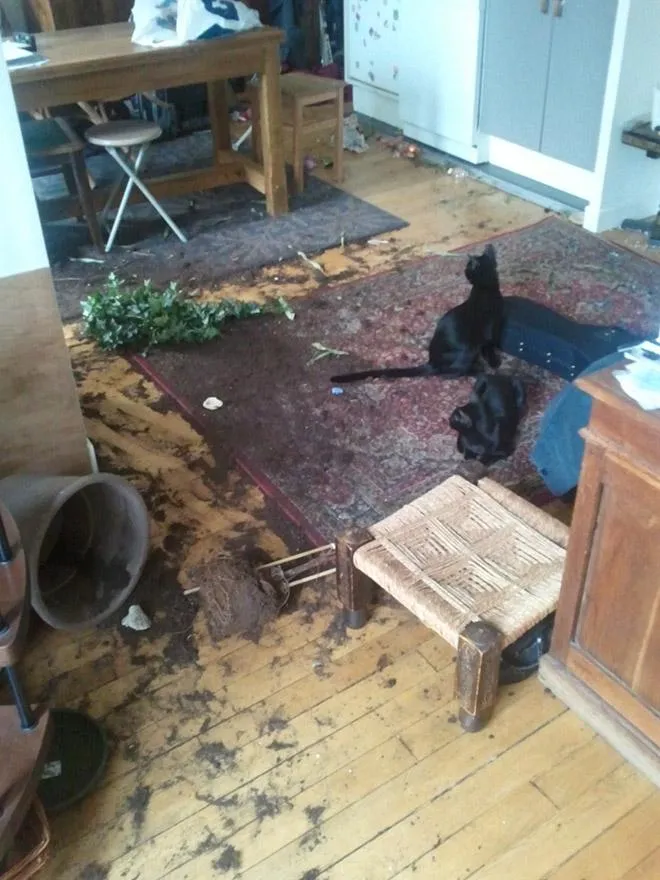 А хто це зробив: добірка фотографій, на яких котики влаштували безлад і удають ніби ні при чому А хто це зробив: добірка фотографій, на яких котики влаштували безлад і удають ніби ні при чому