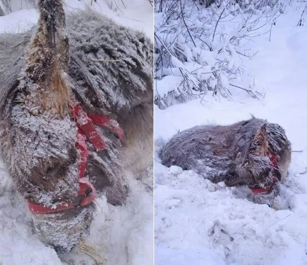 У Росії віслюк замерз на смерть після того, як його вигнали з монастиря