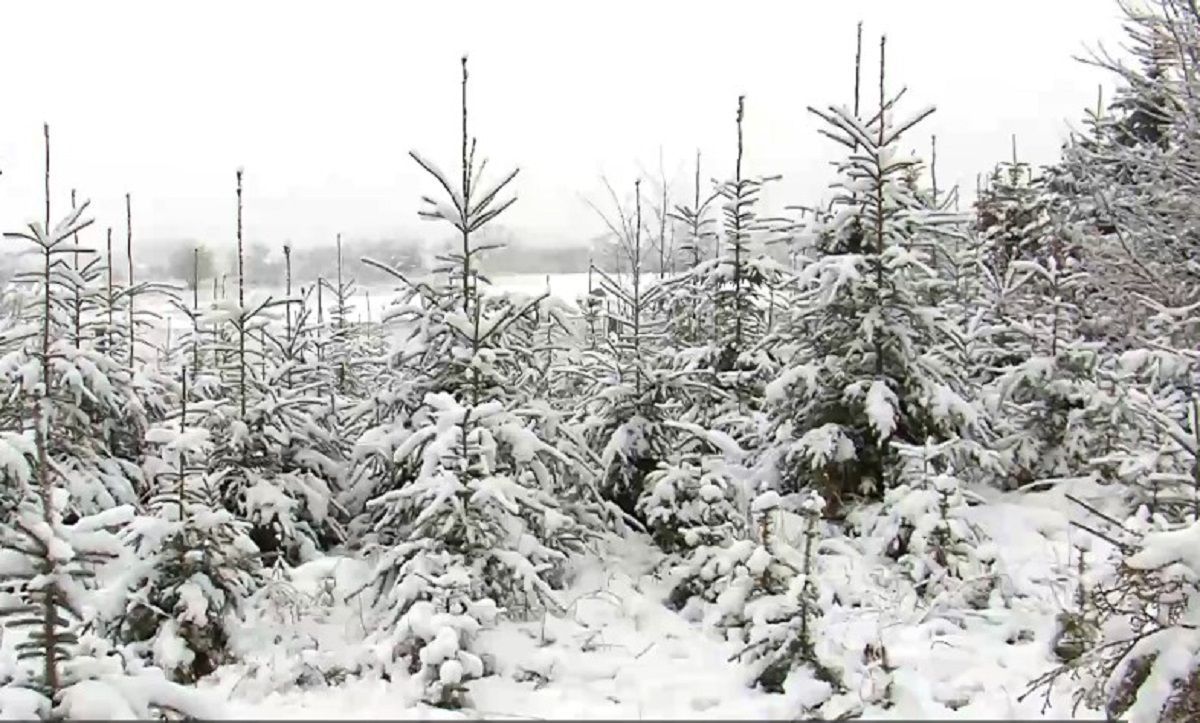 В Україні стартував продаж ялинок: як вирощують та скільки коштує святкове дерево - Україна новини - 24 Канал В Україні стартував продаж ялинок: як вирощують та скільки коштує святкове дерево - Україна новини - 24 Канал