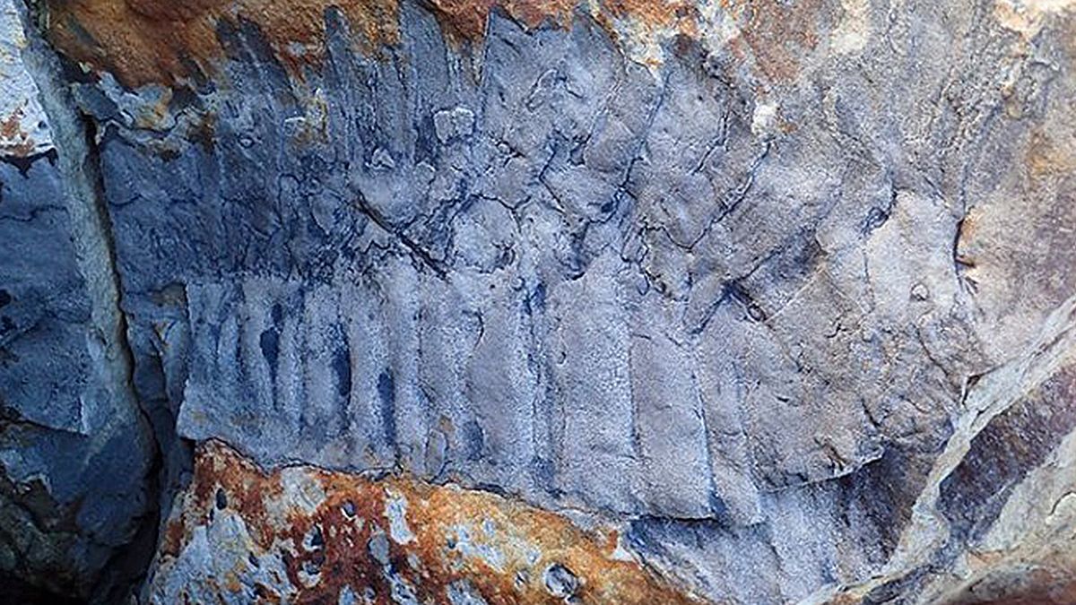 Плюс одна фобія: в Британії знайшли багатоніжку розміром з автомобіль - Новини технологій - Техно Плюс одна фобія: в Британії знайшли багатоніжку розміром з автомобіль - Новини технологій - Техно