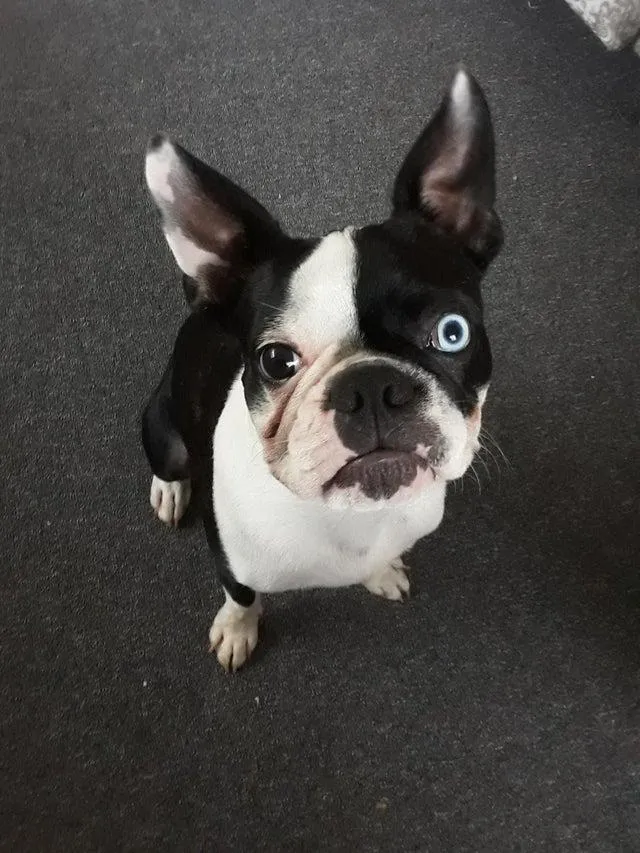 Фото унікальних домашніх тварин Фото унікальних домашніх тварин