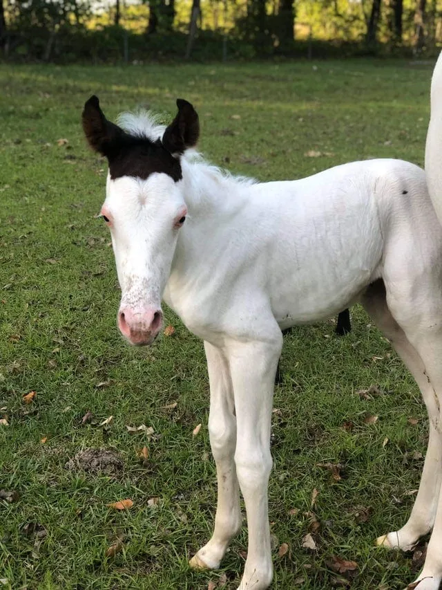 Фото унікальних домашніх тварин Фото унікальних домашніх тварин