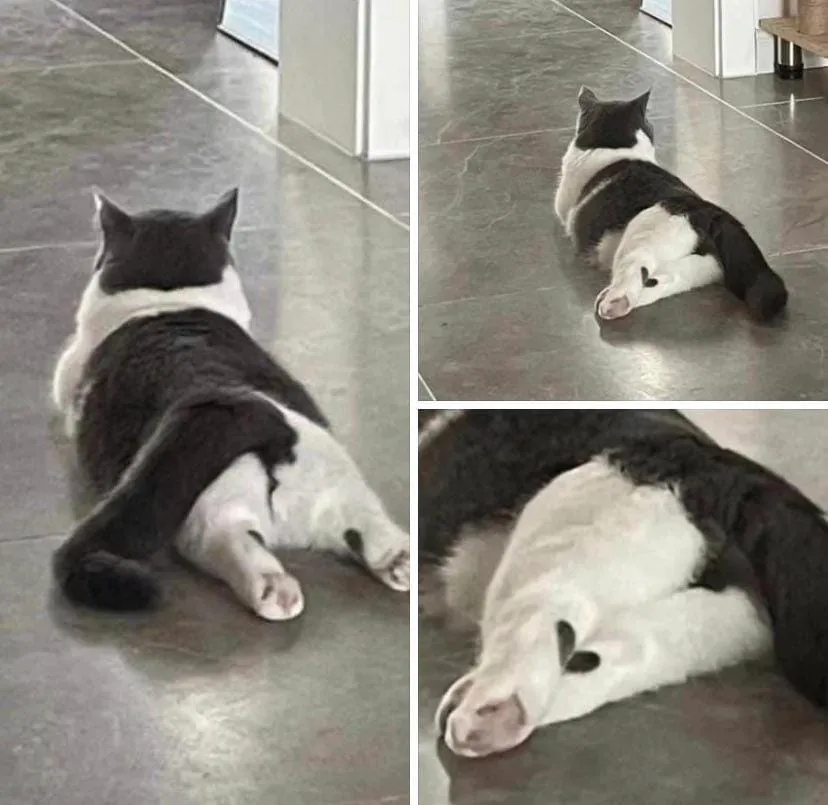 Фото унікальних домашніх тварин Фото унікальних домашніх тварин